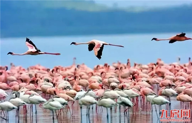 史无前例!全国314个景区集体降价(附价目表)——九房网 史无前例!全国314个景区集体降价(附价目表)——九房网