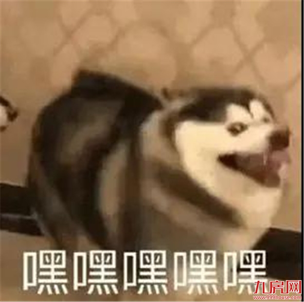 超方便 | 这种方式上下九龙江大桥，你“体验”过了吗？——九房网