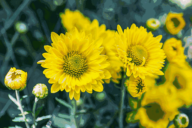 再过10天 | 约上TA，打卡芝山公园！——九房网