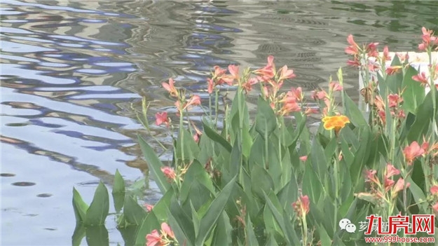 【宜居芗城】塔后：一池清水喜人心——九房网