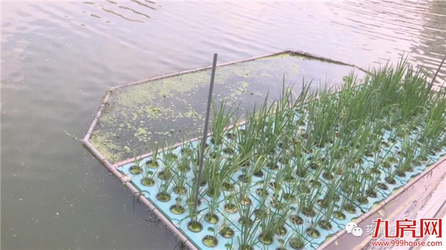 【宜居芗城】塔后：一池清水喜人心——九房网