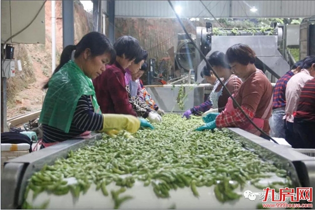 芗城：培育特色产业，助力乡村振兴！——九房网