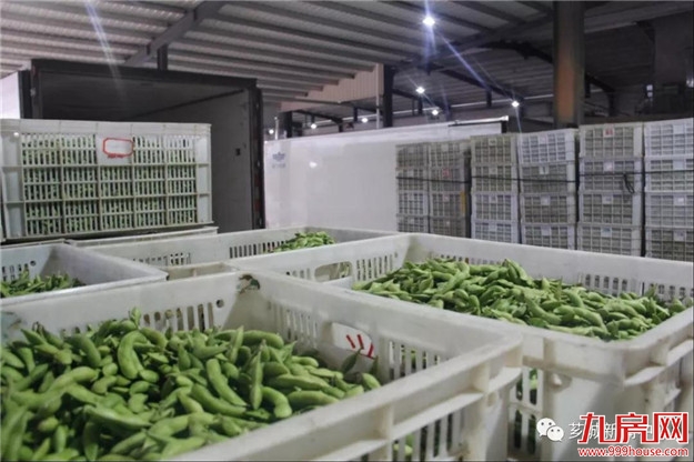 芗城：培育特色产业，助力乡村振兴！——九房网