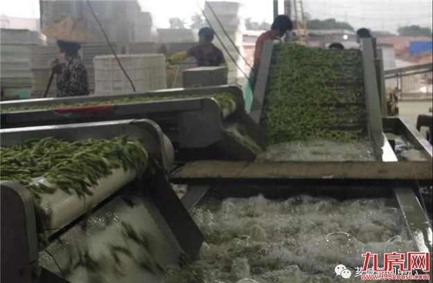 芗城：培育特色产业，助力乡村振兴！——九房网