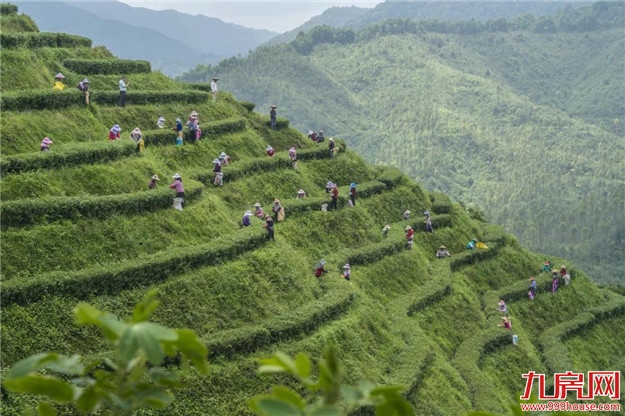 檀云坤到平和县调研精准脱贫和乡村振兴——九房网 檀云坤到平和县调研精准脱贫和乡村振兴——九房网