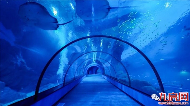 海豚、鲨鱼、海狮……漳州超大型海洋馆开馆了！——九房网