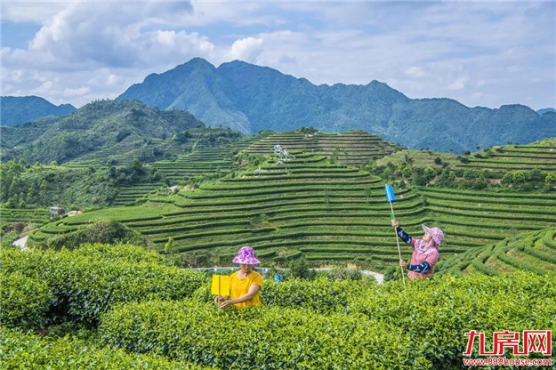 檀云坤到平和县调研精准脱贫和乡村振兴——九房网 檀云坤到平和县调研精准脱贫和乡村振兴——九房网