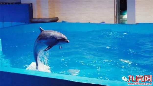 海豚、鲨鱼、海狮……漳州超大型海洋馆开馆了！——九房网
