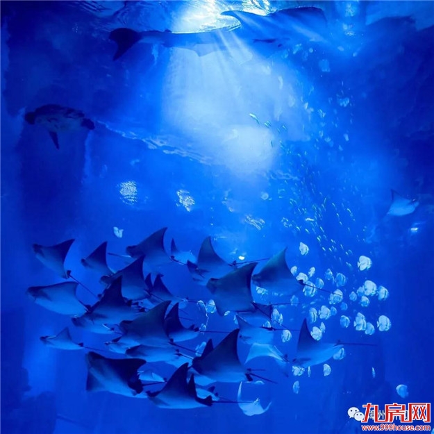 海豚、鲨鱼、海狮……漳州超大型海洋馆开馆了！——九房网