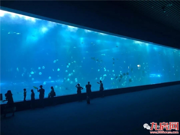 海豚、鲨鱼、海狮……漳州超大型海洋馆开馆了！——九房网