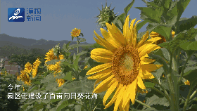 独家剧透 | 今年花博会的亮点&预约&出行，都在这里！——九房网