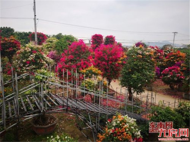 “漳州籍”花卉 走上美丽漳州百亿产业发展之路——九房网 “漳州籍”花卉 走上美丽漳州百亿产业发展之路——九房网