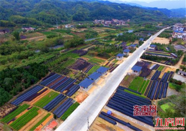 “漳州籍”花卉 走上美丽漳州百亿产业发展之路——九房网 “漳州籍”花卉 走上美丽漳州百亿产业发展之路——九房网