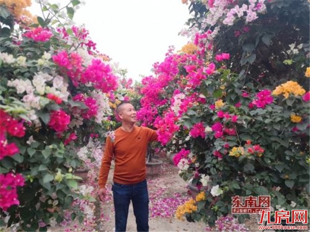 “漳州籍”花卉 走上美丽漳州百亿产业发展之路——九房网 “漳州籍”花卉 走上美丽漳州百亿产业发展之路——九房网