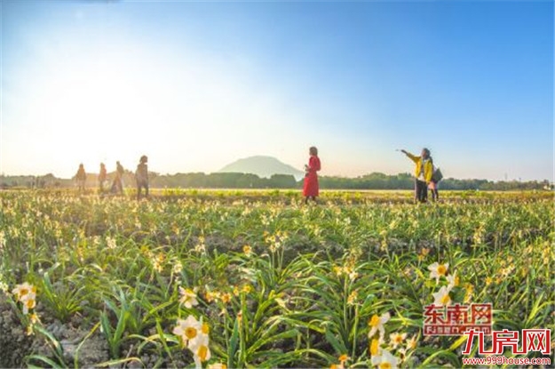 “漳州籍”花卉 走上美丽漳州百亿产业发展之路——九房网 “漳州籍”花卉 走上美丽漳州百亿产业发展之路——九房网