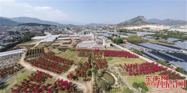 “漳州籍”花卉 走上美丽漳州百亿产业发展之路——九房网 “漳州籍”花卉 走上美丽漳州百亿产业发展之路——九房网