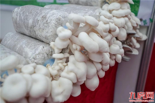 这个亚州乃至世界业界影响和规摸最大的行业盛会今天在龙文启幕，趁着周末赶紧去看看——九房网