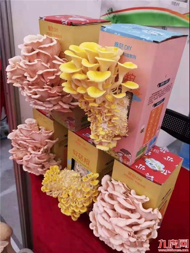 这个亚州乃至世界业界影响和规摸最大的行业盛会今天在龙文启幕，趁着周末赶紧去看看——九房网