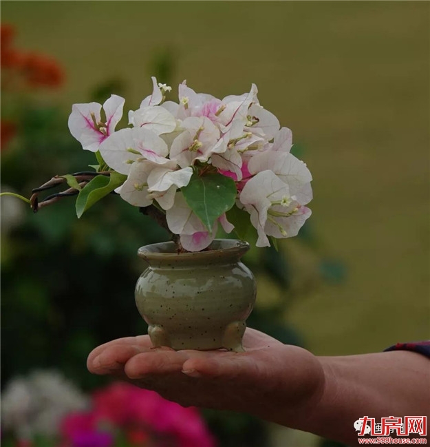 漳州:缤纷三角梅 花色艳千城——九房网 漳州:缤纷三角梅 花色艳千城——九房网