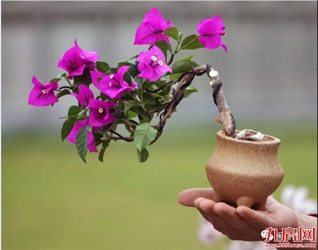 漳州:缤纷三角梅 花色艳千城——九房网 漳州:缤纷三角梅 花色艳千城——九房网