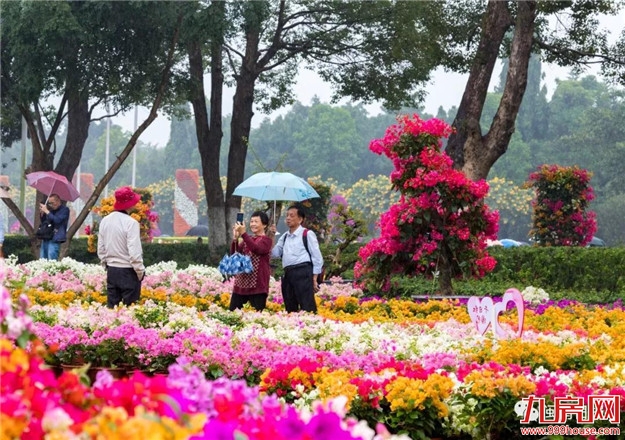 漳州:缤纷三角梅 花色艳千城——九房网 漳州:缤纷三角梅 花色艳千城——九房网