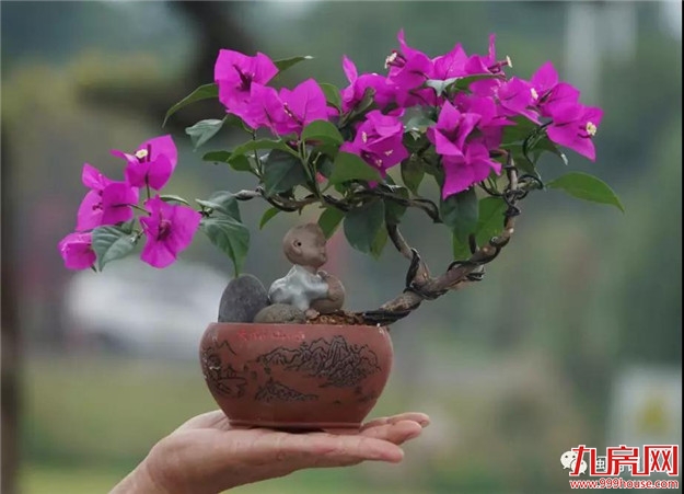 漳州:缤纷三角梅 花色艳千城——九房网 漳州:缤纷三角梅 花色艳千城——九房网