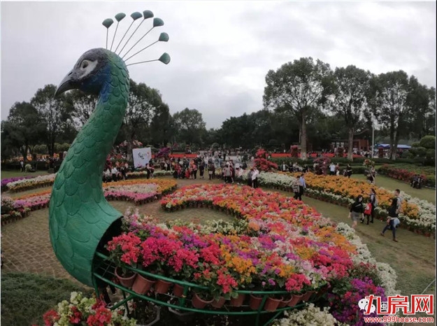 漳州:缤纷三角梅 花色艳千城——九房网 漳州:缤纷三角梅 花色艳千城——九房网