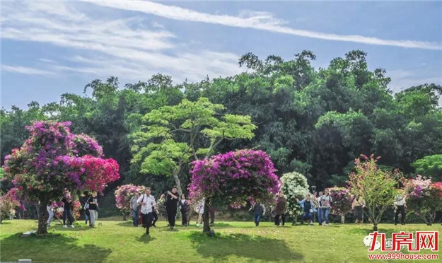 漳州:缤纷三角梅 花色艳千城——九房网 漳州:缤纷三角梅 花色艳千城——九房网