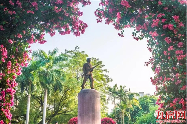 漳州:缤纷三角梅 花色艳千城——九房网 漳州:缤纷三角梅 花色艳千城——九房网