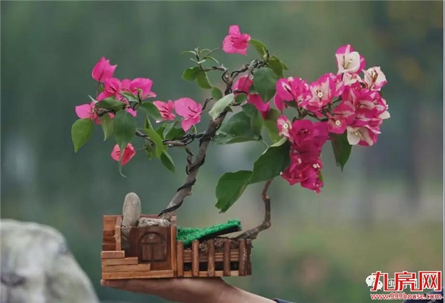 漳州:缤纷三角梅 花色艳千城——九房网 漳州:缤纷三角梅 花色艳千城——九房网