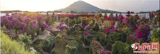 漳州:缤纷三角梅 花色艳千城——九房网 漳州:缤纷三角梅 花色艳千城——九房网