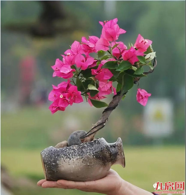 漳州:缤纷三角梅 花色艳千城——九房网 漳州:缤纷三角梅 花色艳千城——九房网