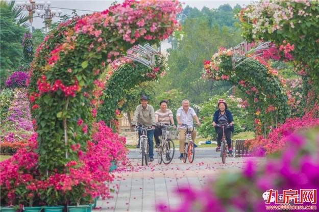 漳州:缤纷三角梅 花色艳千城——九房网 漳州:缤纷三角梅 花色艳千城——九房网