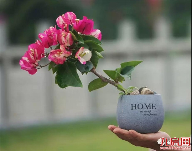 漳州:缤纷三角梅 花色艳千城——九房网 漳州:缤纷三角梅 花色艳千城——九房网