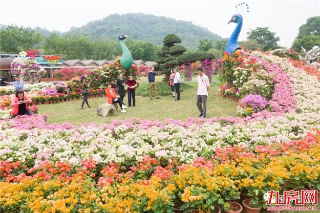 漳州:缤纷三角梅 花色艳千城——九房网 漳州:缤纷三角梅 花色艳千城——九房网