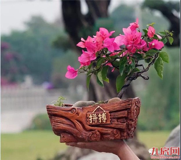 漳州:缤纷三角梅 花色艳千城——九房网 漳州:缤纷三角梅 花色艳千城——九房网