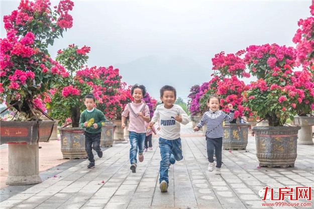 漳州:缤纷三角梅 花色艳千城——九房网 漳州:缤纷三角梅 花色艳千城——九房网