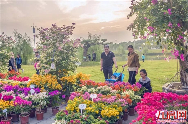 漳州:缤纷三角梅 花色艳千城——九房网 漳州:缤纷三角梅 花色艳千城——九房网
