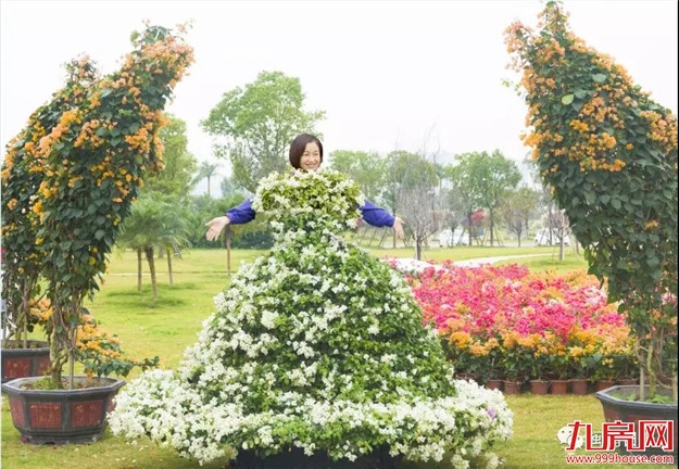 漳州:缤纷三角梅 花色艳千城——九房网 漳州:缤纷三角梅 花色艳千城——九房网