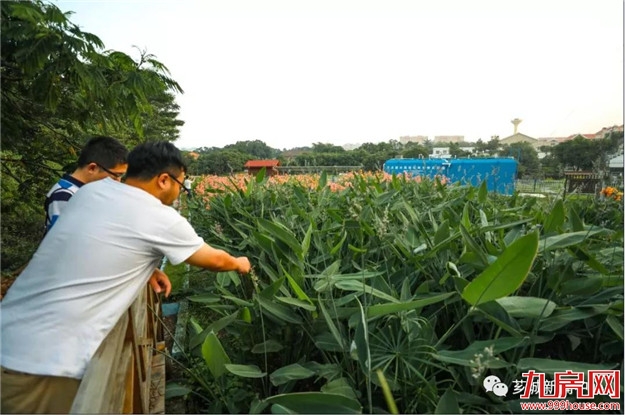 乡村污水的“生态疗治”——九房网 乡村污水的“生态疗治”——九房网