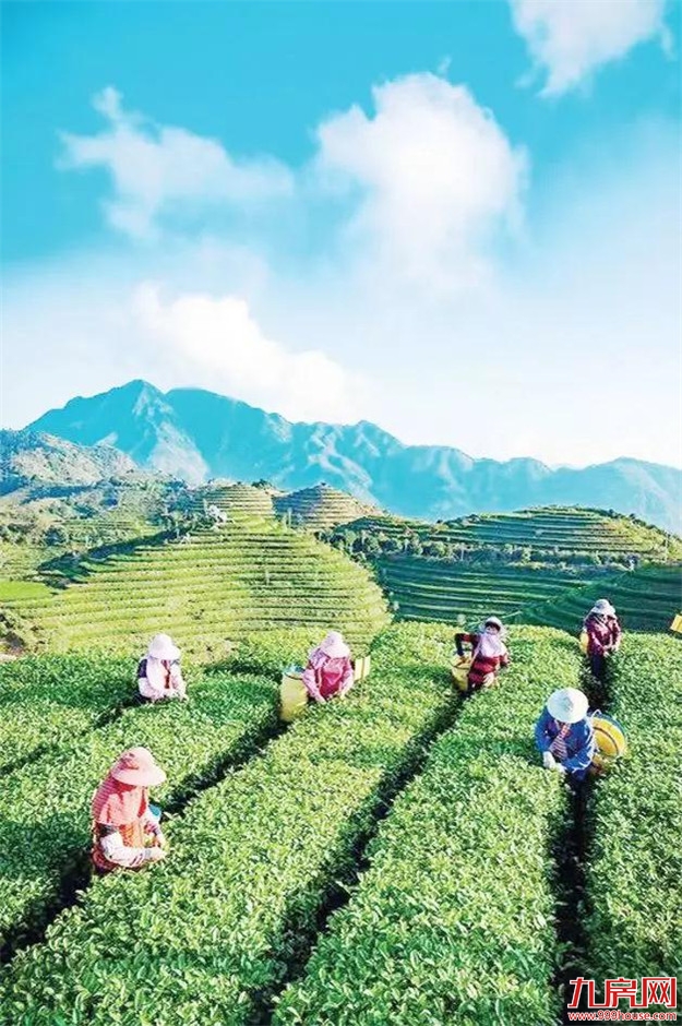 漳州市九龙江集团: 致力打造“生态+”现代农业新模式——九房网 漳州市九龙江集团: 致力打造“生态+”现代农业新模式——九房网