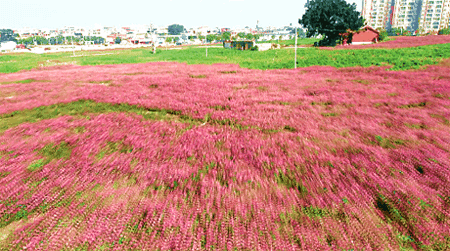 漳州又多了一片花海，女生见了都迈不开脚步，赶快来看看在哪里？——九房网