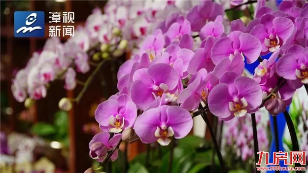 就在漳州 | 胡春华:全面推进资源化利用 加快改善农村人居环境——九房网 就在漳州 | 胡春华:全面推进资源化利用 加快改善农村人居环境——九房网