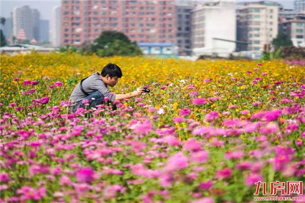 漳州又多了一片花海，女生见了都迈不开脚步，赶快来看看在哪里？——九房网