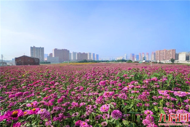 漳州又多了一片花海，女生见了都迈不开脚步，赶快来看看在哪里？——九房网