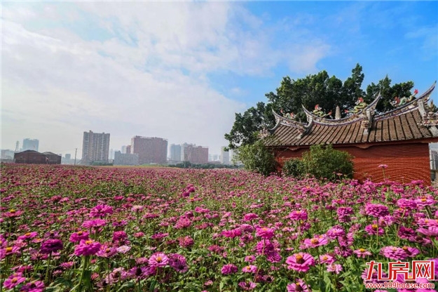 漳州又多了一片花海，女生见了都迈不开脚步，赶快来看看在哪里？——九房网