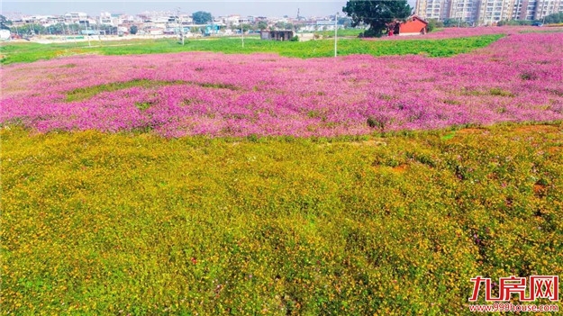 漳州又多了一片花海，女生见了都迈不开脚步，赶快来看看在哪里？——九房网