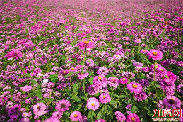 漳州又多了一片花海，女生见了都迈不开脚步，赶快来看看在哪里？——九房网