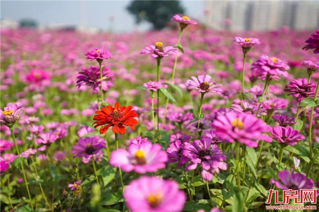 漳州又多了一片花海，女生见了都迈不开脚步，赶快来看看在哪里？——九房网