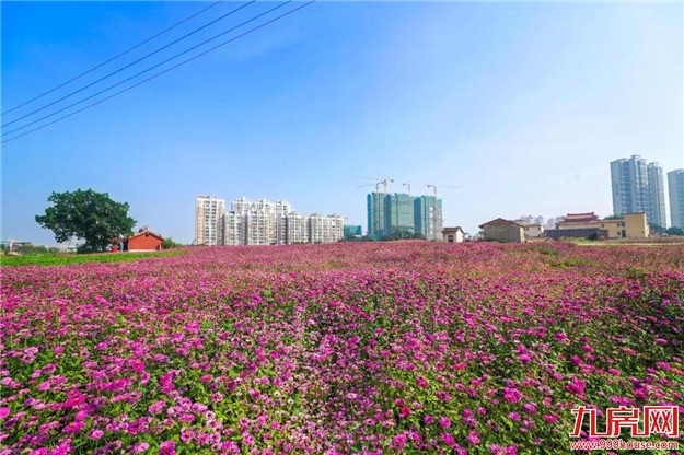 漳州又多了一片花海，女生见了都迈不开脚步，赶快来看看在哪里？——九房网